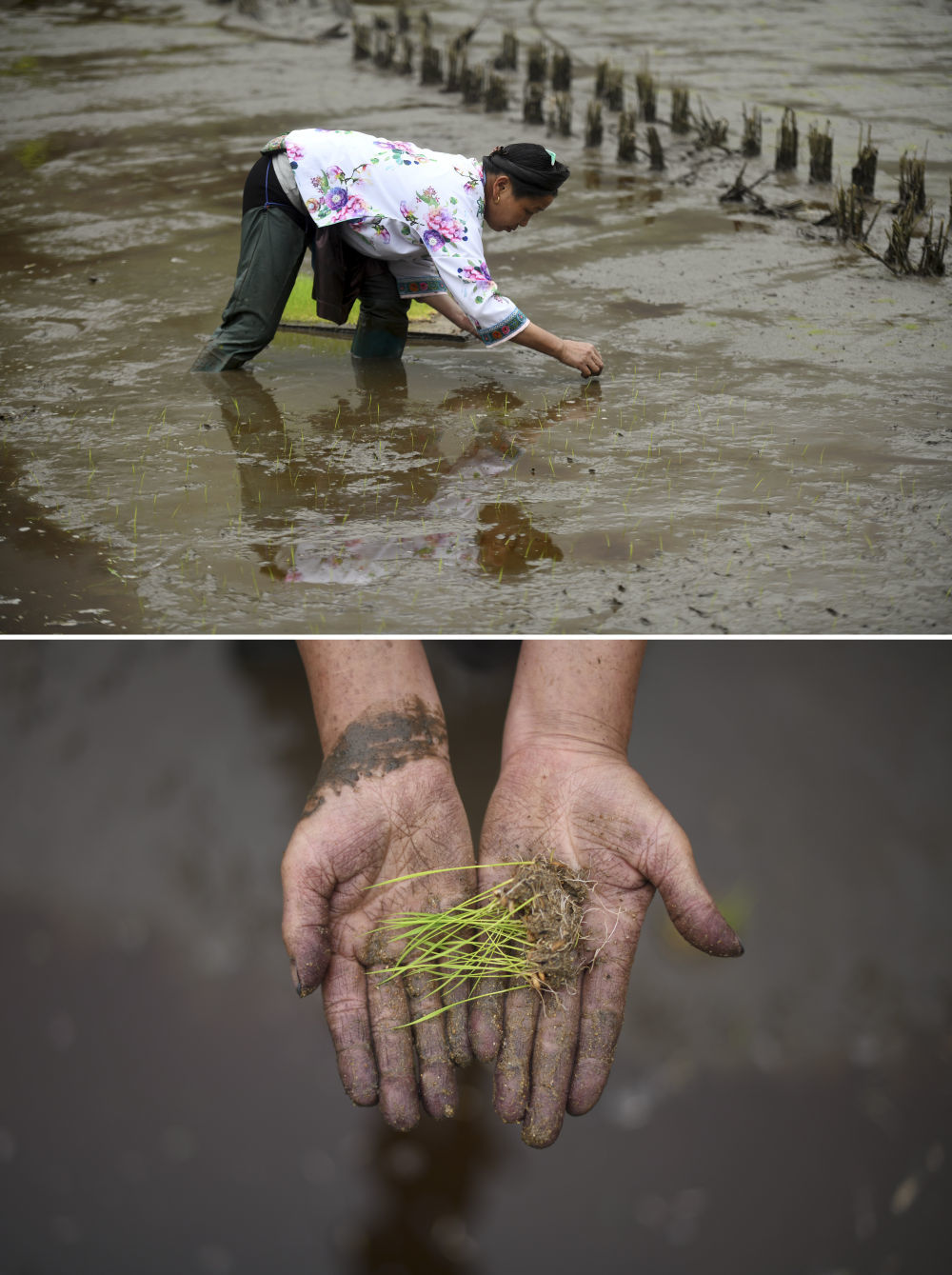 在广西柳州市融水苗族自治县杆洞乡党鸠村，51岁的村民韦妹丽在插秧（4月11日摄）。韦妹丽家的两亩多田，养育她一家5口。