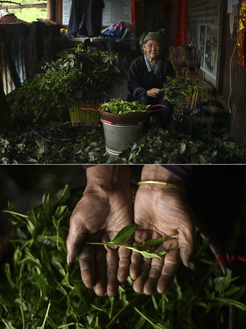 在广西柳州市融水苗族自治县杆洞乡党鸠村，72岁的梁妹花老人在整理刚刚采摘的茶叶（4月11日摄）。油茶是当地的传统饮品，梁妹花每天都要打油茶。