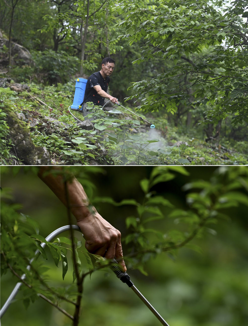 在广西柳州市融安县东起乡铜板屯，61岁的龙飞任在山上为果树除草（4月23日摄）。10多年来，龙飞任返乡创业，和村民们一起发展水果种植和观光旅游。