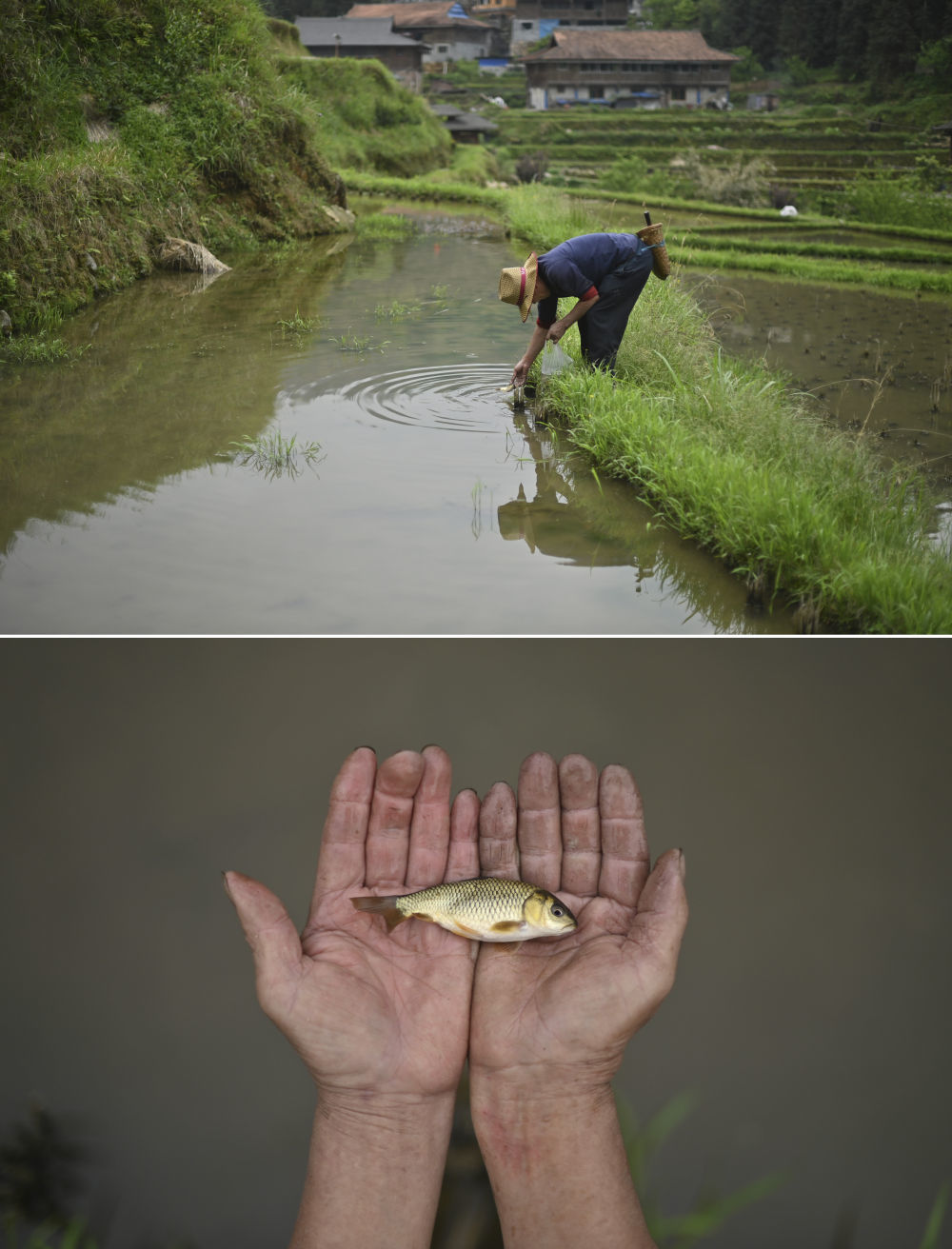 在广西柳州市融水苗族自治县杆洞乡党鸠村，67岁的吴庆辉在稻田里放鱼苗（4月11日摄）。在稻田里养殖禾花鱼是当地的传统，可以提高稻田利用率，增加收入。